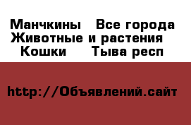 Манчкины - Все города Животные и растения » Кошки   . Тыва респ.